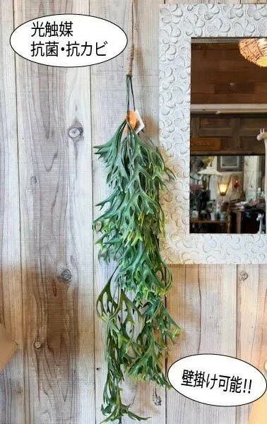 樂天商城 - グリーンブッシュ コウモリラン 光触媒（全長90cm）♪ フェイクグリーン 吊り下げ 壁掛け 人口観葉植物 抗菌 除菌 消臭 防カビ インテリア おしゃれ ナチュラル カフェ リゾート ホテルライク トライバル