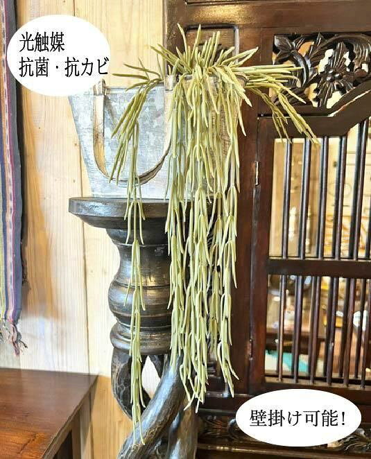 楽天市場】ホヤ リネアリスの通販