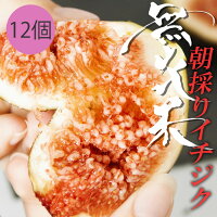 【送料無料】愛知県産朝採りいちじく12個入り北海道は送料＋700円冷蔵便でお届け沖...