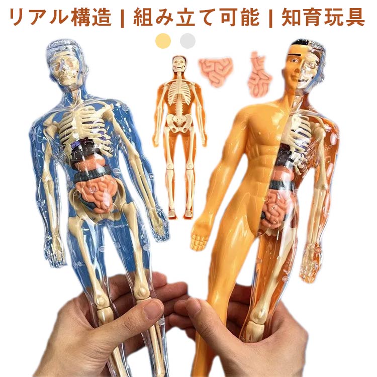 骨格 人体構造 人体模型 組み立て式 知 人体構造 玩具 おもちゃ