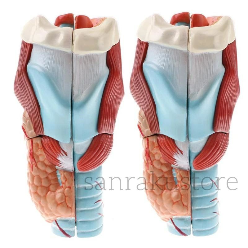取り外し可能な人間の5部咽頭喉頭モデルキット倍率