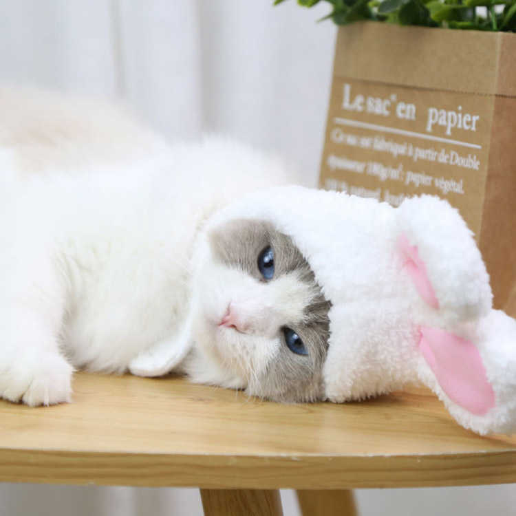 送料無料 ペット帽子 コスチューム ペット用ハット ネコ 猫 犬 イヌ 小型犬 アクセ...