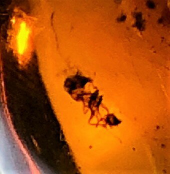 ドミニカ産 ブルーアンバー25.66ct 琥珀 ルース