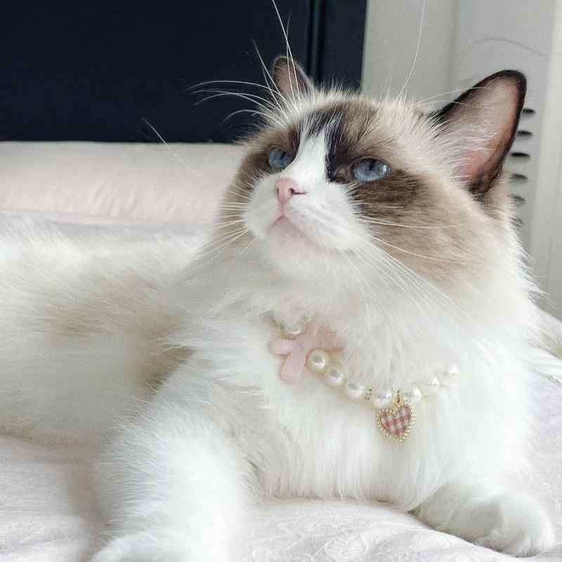 おすすめ 犬 猫 ペット グッズ かわいい おしゃれ 首輪 装飾 パール ネックレス エレガント アクセサリー ジュエリー ハート リボン チェーン