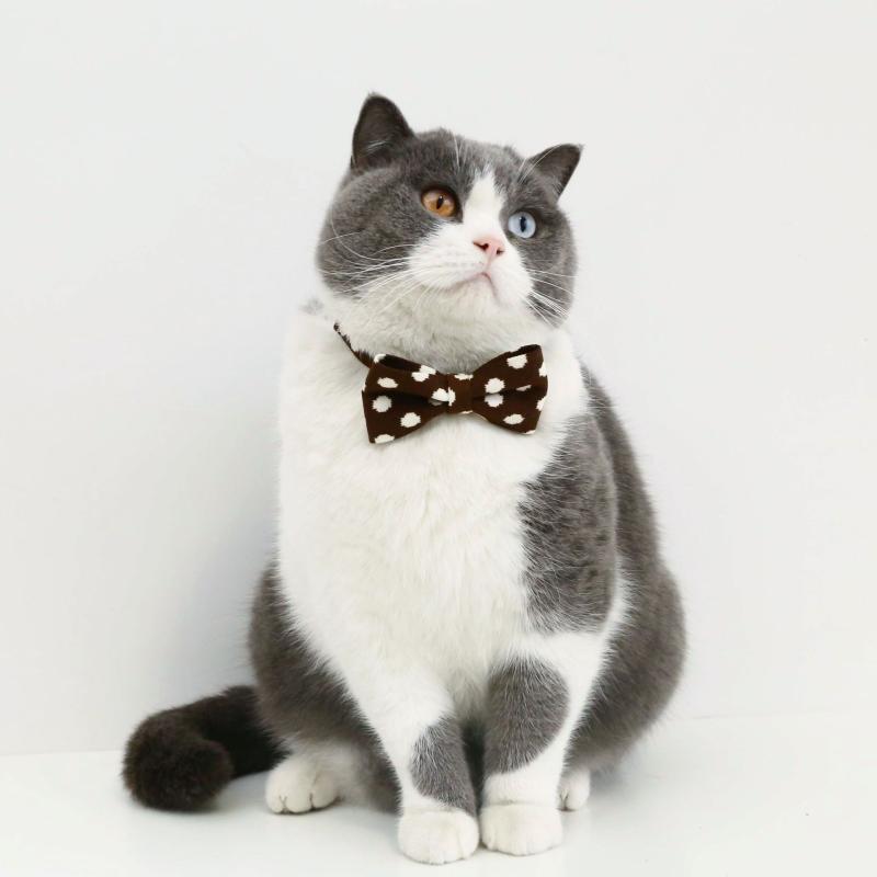 楽天市場】ゼブラ柄(猫用品|ペット・ペットグッズ)の通販 楽天市場】ゼブラ柄(猫用品|ペット・ペットグッズ)の通販