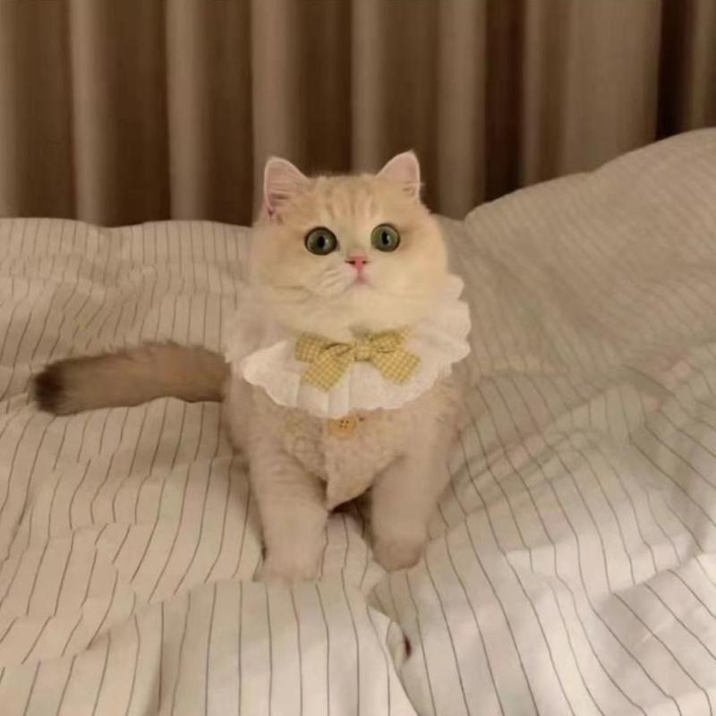 ペット服 犬 猫 かわいい 杏色 コーヒー色 羊羔毛（ウール） ベスト XS S M L XL 暖かい カジュアル