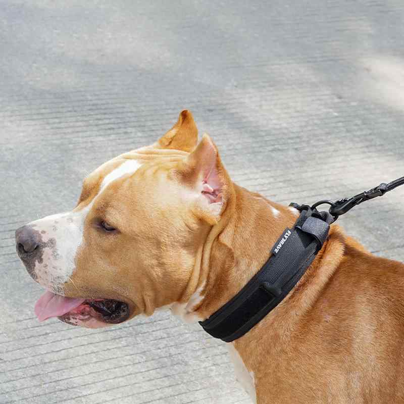 首輪 犬用 首輪 リード セット 中型犬 大型犬 ナイロン製 訓練 散歩 グレー 無地 戦術(x2)