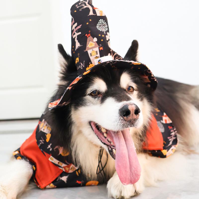 犬用 コスチューム ハロウィン 仮装 マント 帽子 セット 中型犬 大型犬 ポリエステル 四季(x5)