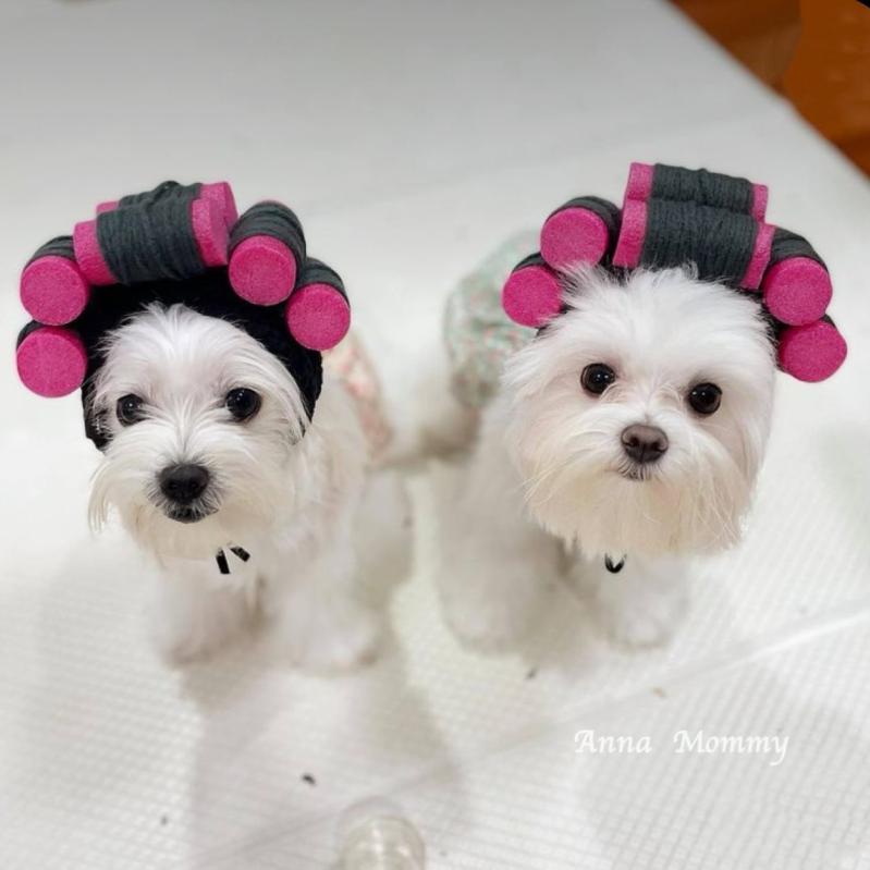 ペット用 帽子犬 猫 ウィッグ コスプレ おもしろ かわいい かつら 撮影用 アクセサリー グッズ