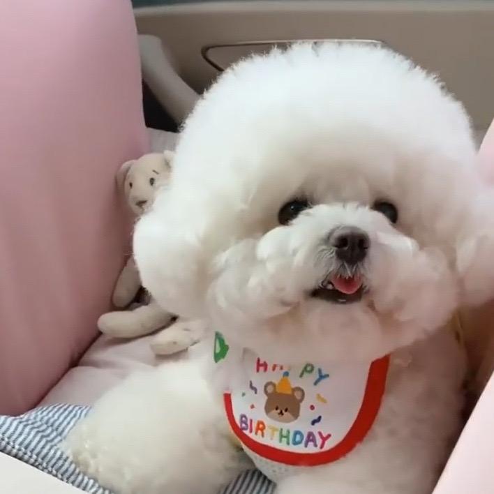 ペット用帽子犬猫兼用 小型犬 中型犬 クリスマス 誕生日 コスプレ アクセサリー ぬいぐるみ ベルベット
