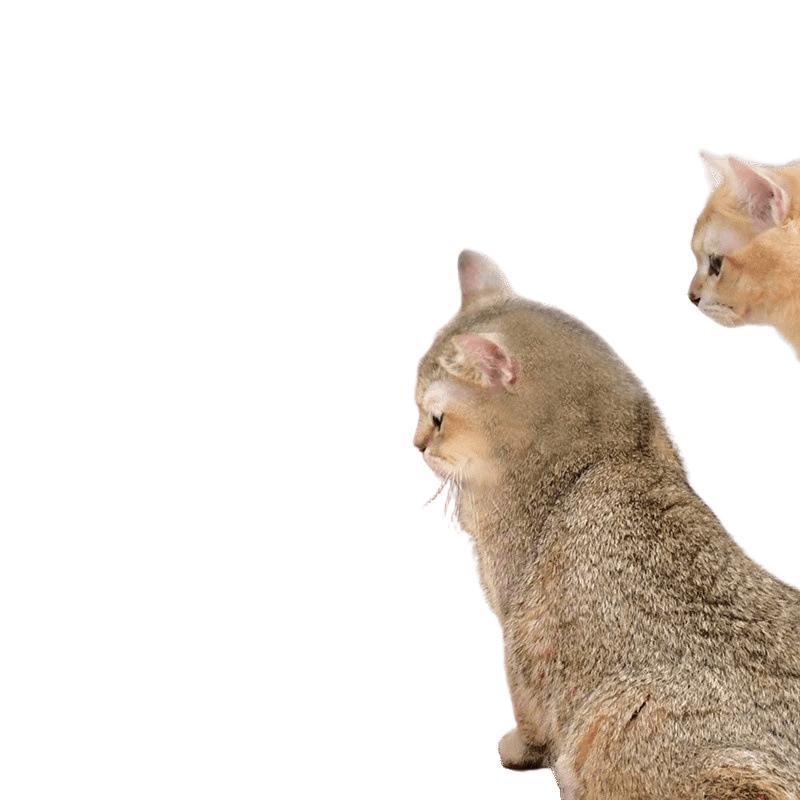 猫 おもちゃ トンネル 四季 猫用 耐摩耗性 フェルト 爪とぎ 猫 遊び道具 据え置き型 猫対策 ソファ 猫..