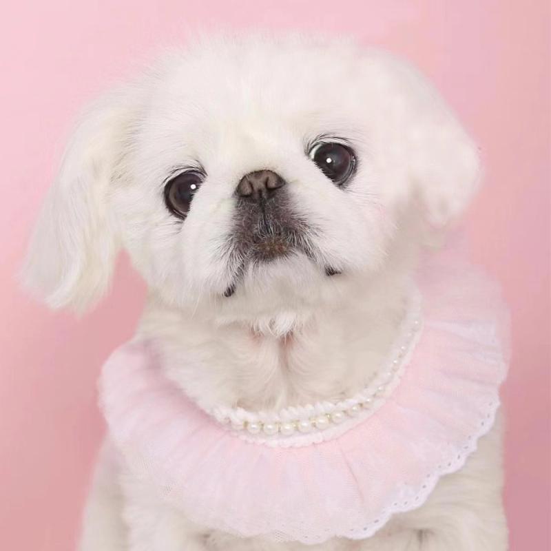 犬猫用品 ペット用 襟 チョーカー スカーフ レース メッシュ かわいい おしゃれ 小型犬 中型犬 春夏秋..