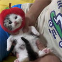 帽子猫用 リンゴ バナナ かわいい コスプレ 撮影用 被り物 柔らかい 猫 小型犬 兼用 秋冬 防寒 暖かい