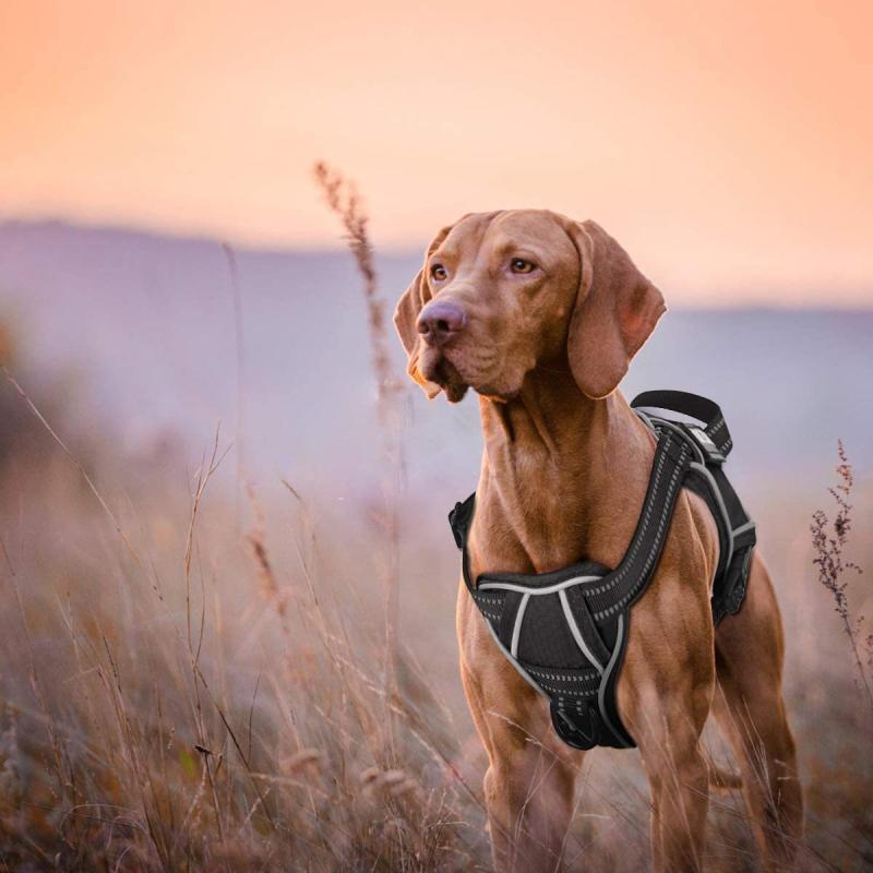 ハーネス 犬用 大型犬 衝撃吸収 牽引ロープ ペット用品 布製 ブルー ブラック レッド パープル オレンジ グリーン ピンク XS S M L XL XXL