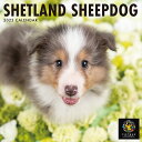 新品 シェットランド・シープドッグ PICTWANカレンダー DOG 【L版】 2023年カレンダー 23CL-50023L