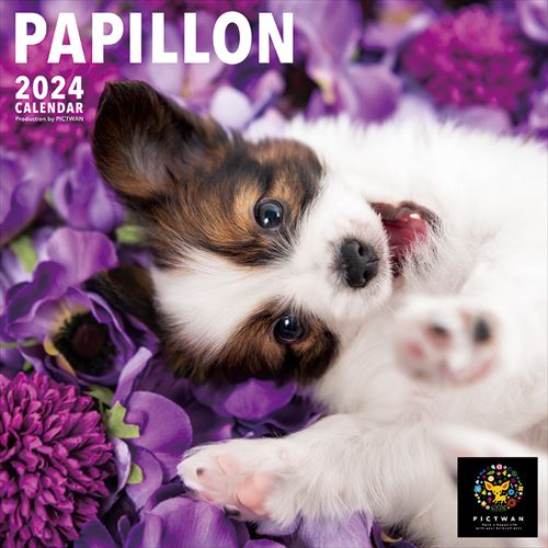【おまけCL付】パピヨン PICTWAN (ピクトワン) カレンダー DOG 【L版】 2024年カレンダー 24CL-50017L