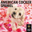 【残りわずか!!】【おまけCL付】アメリカン・コッカー・スパニエル PICTWAN (ピクトワン) カレンダー DOG 【L版】 2025年カレンダー 25CL-50001L 1,162円