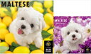 【残りわずか!!】【おまけCL付】マルチーズ PICTWAN (ピクトワン) カレンダー DOG 【L版】【S版】セット 2025年カレンダー 25CL-500...