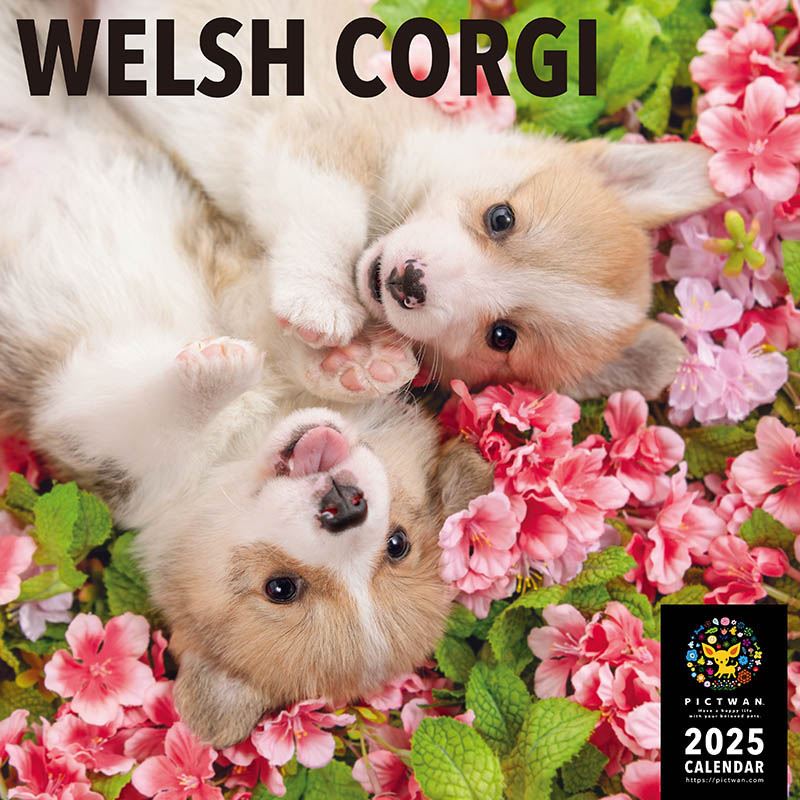 【おまけCL付】ウェルシュ・コーギー PICTWAN (ピクトワン) カレンダー DOG 【L版】 2025年カレンダー 25CL-50027L