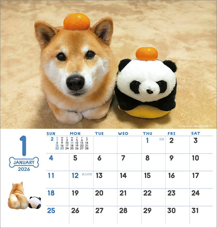 【残りわずか】卓上 柴犬まるとおさんぽ 2026年 カレンダー CL-394 CL26-394