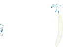 【おまけCL付】新品 ALICE I +4(初回生産限定盤) / アリス (CD) UPCY7980