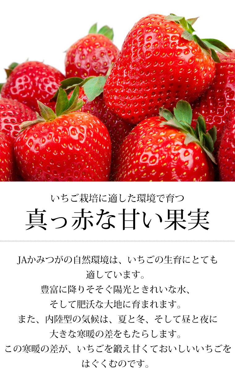 いちご とちおとめ DX 2パック JAかみつが 送料無料 【栃乙女/イチゴ/苺/ストロベリー/お取り寄せ/フルーツ/果物/ギフト/お歳暮/御歳暮/お歳暮ギフト/贈答用/プレゼント/内祝い】【産直プレミアム】