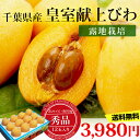 房州びわ 皇室献上びわ 秀品 2Lサイズ 約700g 12玉 露地栽培 千葉県産 JA安房とみうら 送料無料 【びわ/枇杷/ビワ/房州びわ/房州枇杷/房州ビワ/千葉/お取り寄せ/フルーツ/果物/ギフト/贈答用/プレゼント】【産直プレミアム】