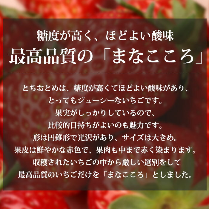 【マラソン限定最大P28.5倍】 いちご とちおとめ 2パック（約280g/1パック） 埼玉県産 産地直送【イチゴ 苺 栃乙女 トチオトメ まなこころ マナココロ ストロベリー お取り寄せ フルーツ 果物 ギフト 贈答 プレゼント 内祝い】【産直プレミアム】
