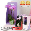 【マラソン限定店内全品P2倍】 胡蝶蘭 テーブル胡蝶蘭 2本立 3号 2WAYBOX 椎名洋ラン園 ギフトBOX入 産地直送 こちょうらん コチョウラン お取り寄せ 花 生花 ギフト 贈答 プレゼント のし 鉢植え 産直プレミアム