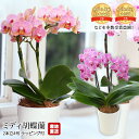 【マラソン限定店内全品P2倍】 胡蝶蘭 ミディ胡蝶蘭 2本立 4号 椎名洋ラン園 ラッピング付 産地直送 こちょうらん コチョウラン お取り寄せ 花 生花 ギフ...