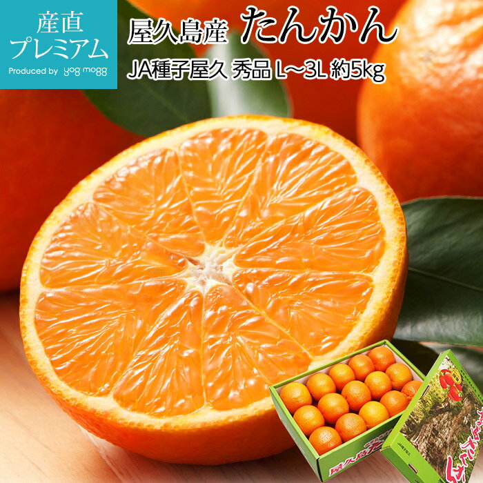 みかん たんかん 秀品 約5kg 2L〜3Lサイズ 屋久島産【タンカン ミカン 蜜柑 柑橘 鹿児島 フルーツ 果物 ギフト 贈答 プレゼント 箱サイズ】【産直プレミアム】のサムネイル