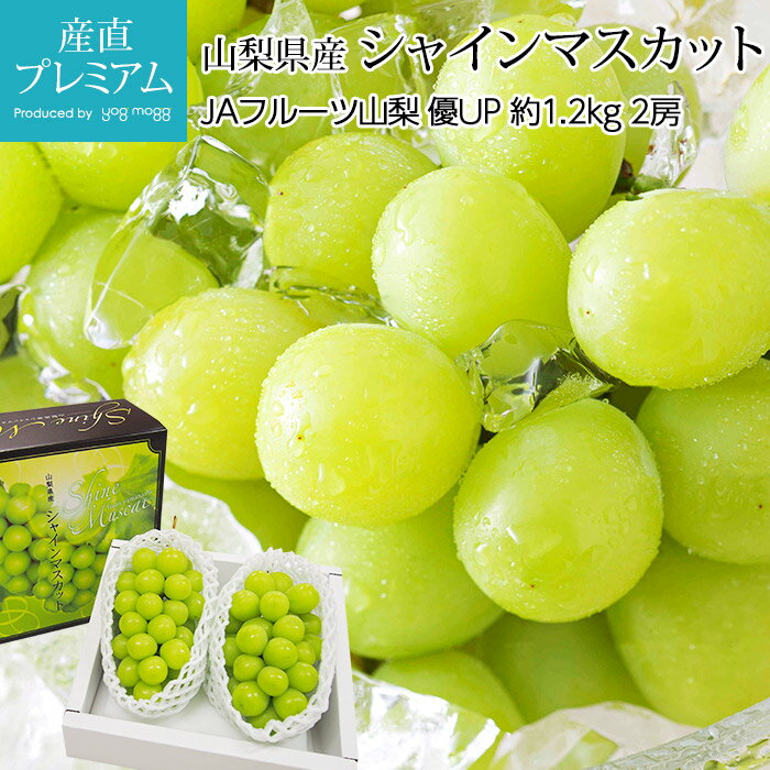 ぶどう シャインマスカット 優アップ（優品又は秀品） 約1.2kg（600g/1房） 2房 山梨県産 露地栽培 産地直送【ブドウ 葡萄 マスカット お取り寄せ フルーツ 果物 ギフト 贈答 プレゼント 内祝い 出産祝い】【産直プレミアム】