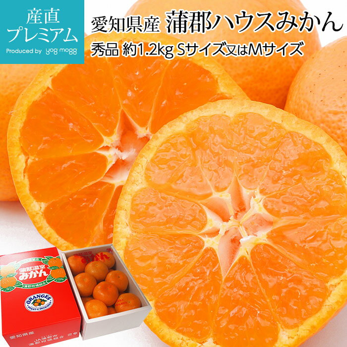 【スーパーセール限定最大P31倍】 みかん 蒲郡ハウスみかん 秀品 約1.2kg Sサイズ 15個 又は Mサイズ 12個 愛知県産【ミカン 蜜柑 温室みかん お取り寄せ フルーツ 果物 ギフト 贈答 プレゼン…