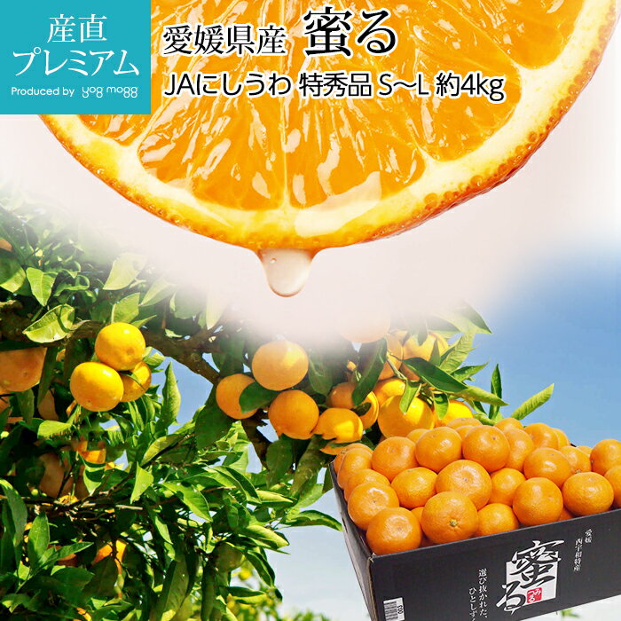 みかん 蜜るみかん 蜜る 特秀品 約4kg M〜Lサイズ 30〜40玉 愛媛県産 産地直送【蜜柑 ミカン みつる お取り寄せ フルーツ 果物 ギフト 贈答 プレゼント 内祝い 箱サイズ お歳暮 2023】【産直プレミアム】のサムネイル
