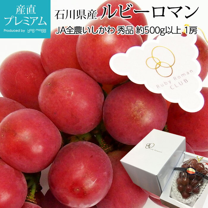 【マラソン期間限定500円OFF&P2倍】 ぶどう ルビーロマン 秀品 約500g以上 1房 石川県産 赤ぶどう 赤葡萄 赤ブドウ 葡萄 ブドウ フルーツ ギフト 贈答 プレゼント 内祝い 出産祝い 産直プレミアム