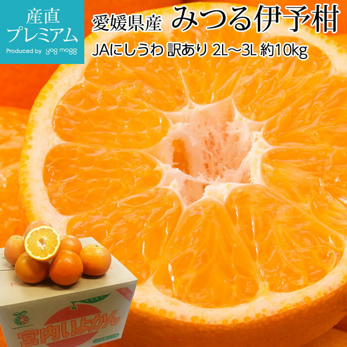 みかん 伊予柑 みつる共撰 訳あり 約10kg 2L〜3Lサイズ 30〜36個 愛媛県産 産地直送【蜜柑 ミカン いよかん イヨカン 柑橘類 お取り寄せ フルーツ 果物 ギフト 家庭用 プレゼント 内祝い 箱サイズ】【産直プレミアム】のサムネイル