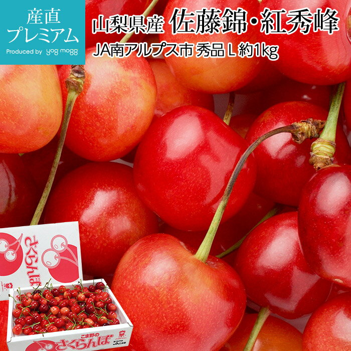 【マラソン限定最大P27倍】 さくらんぼ 佐藤錦 紅秀峰 秀品 Lサイズ 約1kg 山梨県産【サクランボ さとうにしき べにしゅうほう 山梨 お取り寄せ フルーツ 果物 ギフト 贈答 プレゼント 内祝い 出産祝い】【産直プレミアム】のサムネイル