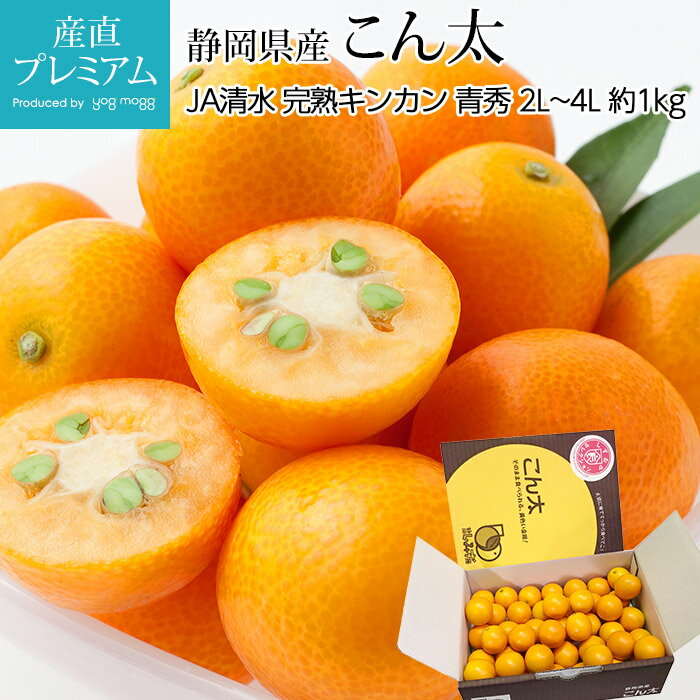 金柑 完熟きんかん こん太 青秀 約1kg 2L〜4Lサイズ 静岡県産【キンカン 金かん 柑橘 お取り寄せ フルーツ 果物 ギフト 贈答 プレゼント 箱サイズ】【産直プレミアム】のサムネイル
