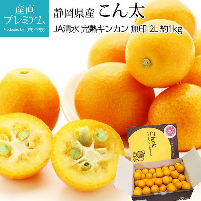 【マラソン限定最大P29倍】 金柑 完熟きんかん こん太 無印 約1kg 2Lサイズ 静岡県産【キンカン 金かん 柑橘 お取り寄せ フルーツ 果物 ギフト 贈答 プレゼント 箱サイズ】【産直プレミアム】のサムネイル