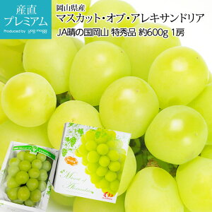 【マラソン限定店内全品P2倍】 マスカット・オブ・アレキサンドリア 特秀品 約600g 1房 岡山県産【葡萄 ブドウ ぶどう マスカット アレキ フルーツ 贈答 ギフト プレゼント 内祝い 出産祝い】【産直プレミアム】