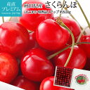 【マラソン限定店内全品P2倍】 さくらんぼ 佐藤錦 又は 紅秀峰 特秀品 約500g Lサイズアップ 秋田県産【サクランボ さとうにしき べにしゅうほう お取り...