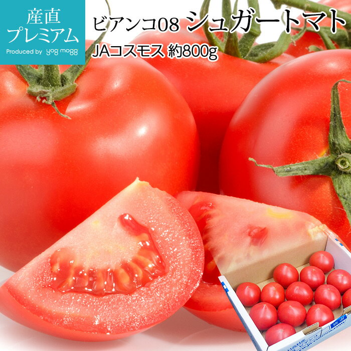 トマト シュガートマト ビアンコ08 約800g 8～16個 高知県産【フルーツトマト 高糖度 とまと 野菜 フルーツ お取り寄…