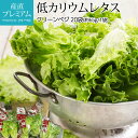 レタス クリーンベジの低カリウムレタス 20袋（約65g/1袋）