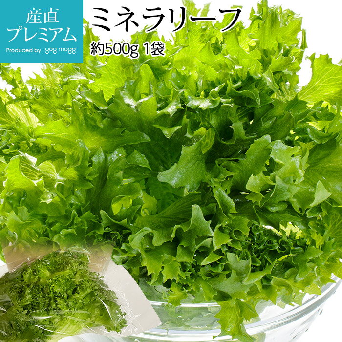 レタス ミネラリーフ 約500g 1袋【れたす みねらりーふ ミネラル野菜 葉菜類 お取り寄せ 野菜 ギフト ..