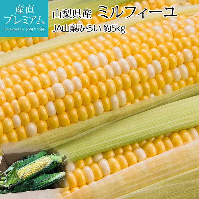 【マラソン限定最大P28倍】 とうもろこし ミルフィーユ 約5kg 2Lサイズ 12本 山梨県産【コーン トウモロコシ みるふぃーゆ お取り寄せ ベジタブル 野菜 ギフト 贈答 プレゼント 内祝い 出産祝い】【産直プレミアム】のサムネイル