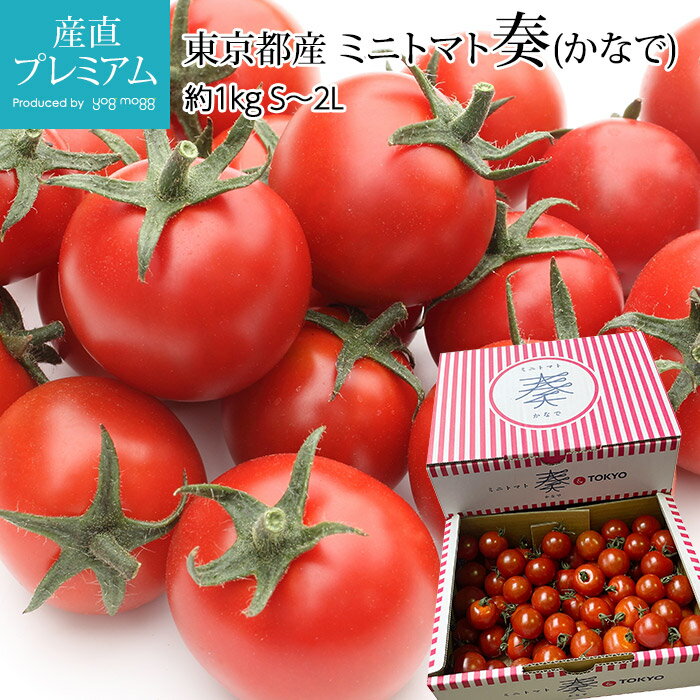 トマト ミニトマト 奏 約1kg S～2Lサイズ 東京都産 産地直送【とまと かなで 野菜 フルーツ お取り寄せ ギフト 贈答 プレゼント 内祝い】【産直プレミアム】