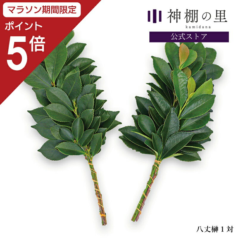 【マラソン限定ポイント5倍】 純国産 八丈榊（小）1対 生の榊