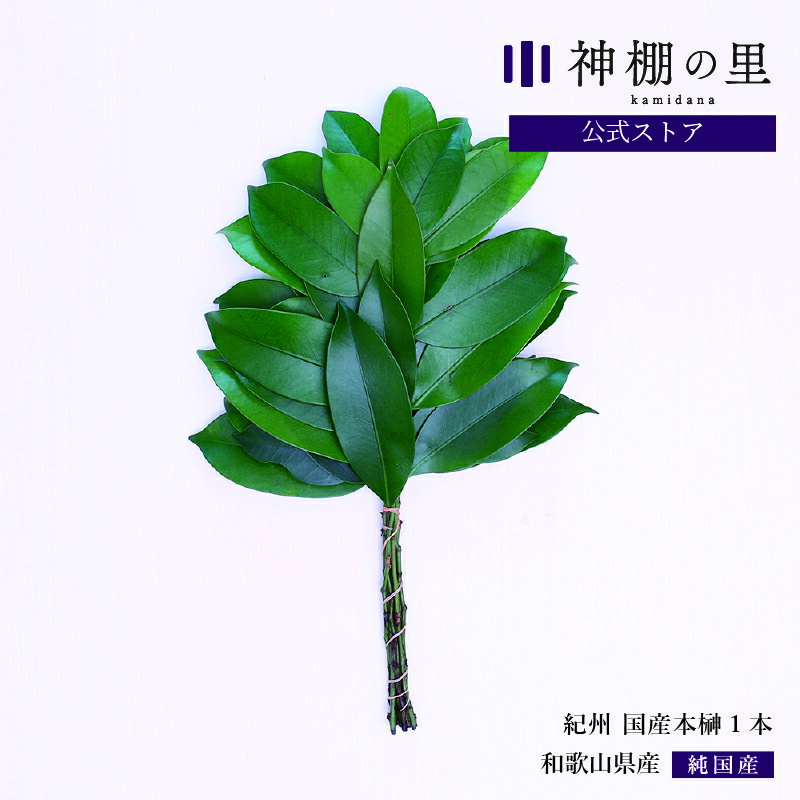 神棚 榊 生榊 紀州国産本榊　1本 和歌山県産　サカキ さかき 送料無料のサムネイル