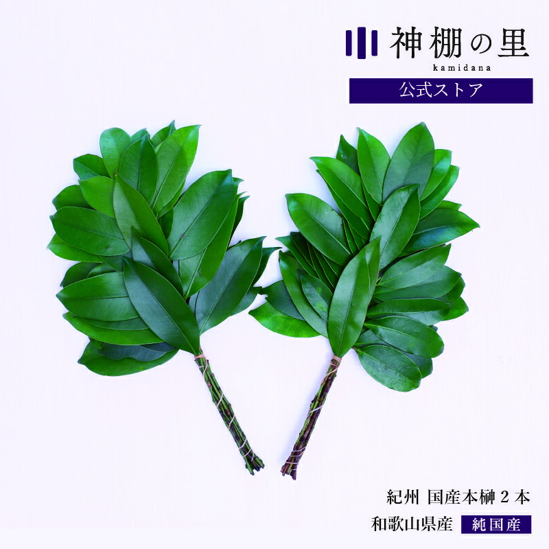 神棚 榊 生榊 紀州国産本榊　2本 和歌山県産　サカキ さかき 送料無料のサムネイル