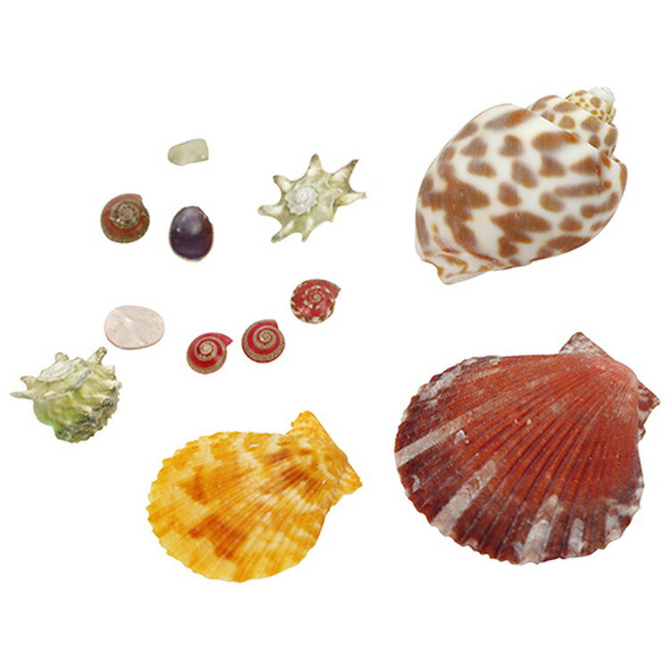 ［8個までゆうパケ対応］ 貝殻 約30G N93